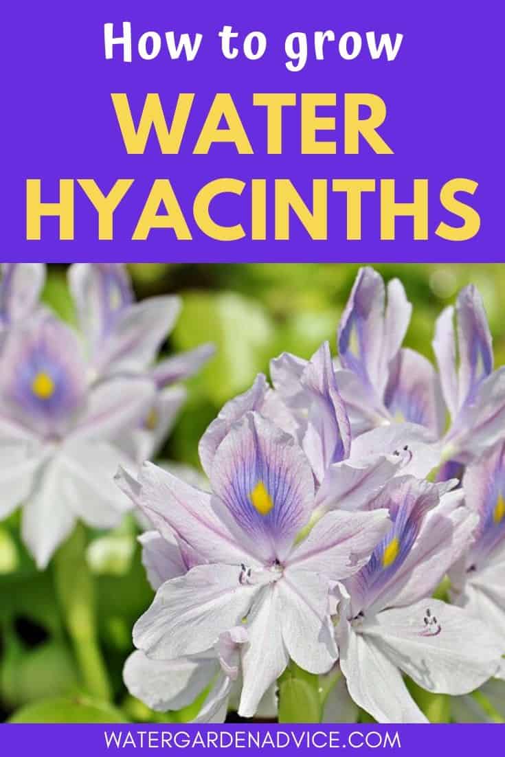 How to grow water hyacinths