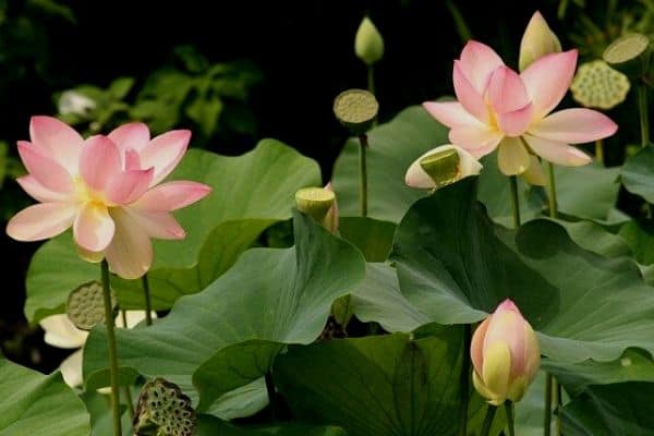 Read more about the article How To Grow Lotus Plants From Seed