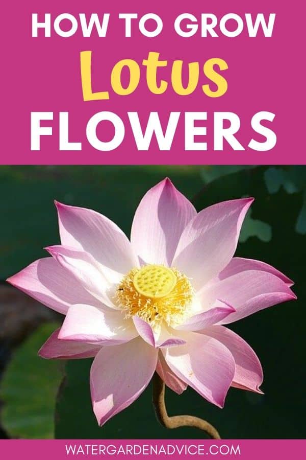 How to grow lotus flowers