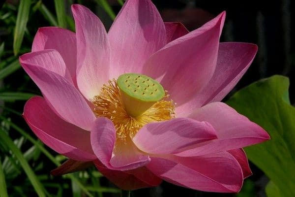 Read more about the article How To Grow Lotus Flowers