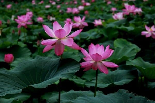lotus plants in pond