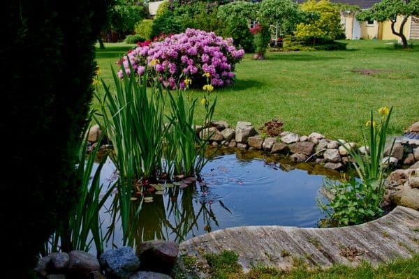 Read more about the article Backyard Pond Depth Guide