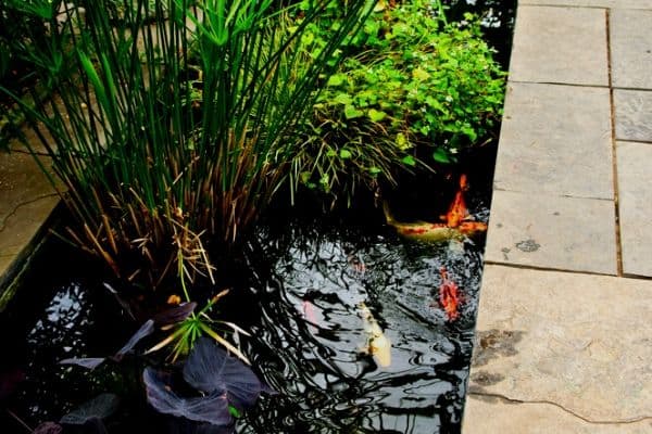 15 Small Backyard Pond Ideas Water Garden Advice - Rectangular Garden Pond Ideas