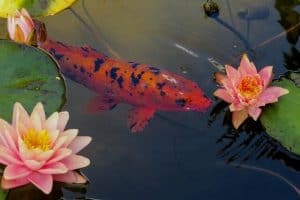 Read more about the article How To Add Fish To A Backyard Pond