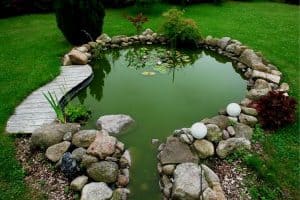 Read more about the article How To Fix Green Pond Water