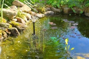 Read more about the article How To Use Hydrogen Peroxide For Pond Algae