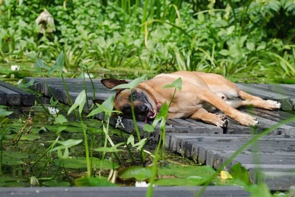 dog lying near a pond