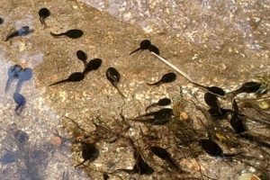 Read more about the article How To Add Tadpoles To Your Pond